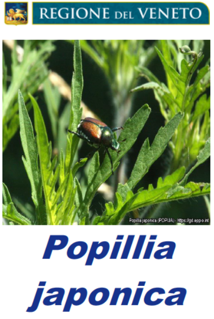 Emergenza fitosanitaria Popillia japonica
