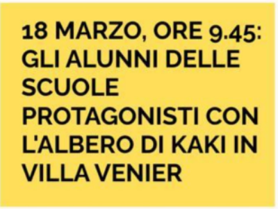 Immagine "L'albero di kaki in Villa Venier"