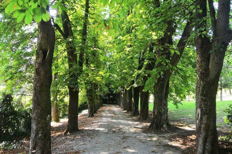 immagine patrimonio arboreo