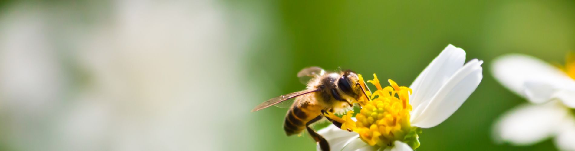 ape su un fiore