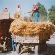 340. TREBBIATURA IN FIERA 2001