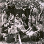 430. LA VENDEMMIA_1953