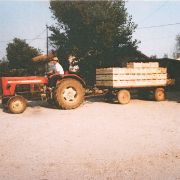 451. RACCOLTA DELLE PESCHE META' ANNI '80