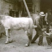 452. L'ULTIMO MANISCALCO DI SOMMACAMPAGNA