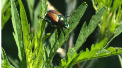 Immagine Popillia japonica