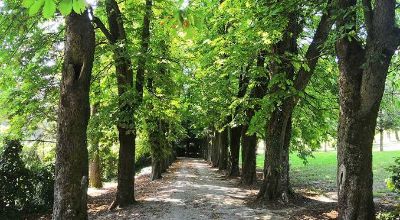immagine patrimonio arboreo